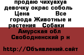 продаю чихуахуа девочку,окрас соболь › Цена ­ 25 000 - Все города Животные и растения » Собаки   . Амурская обл.,Свободненский р-н